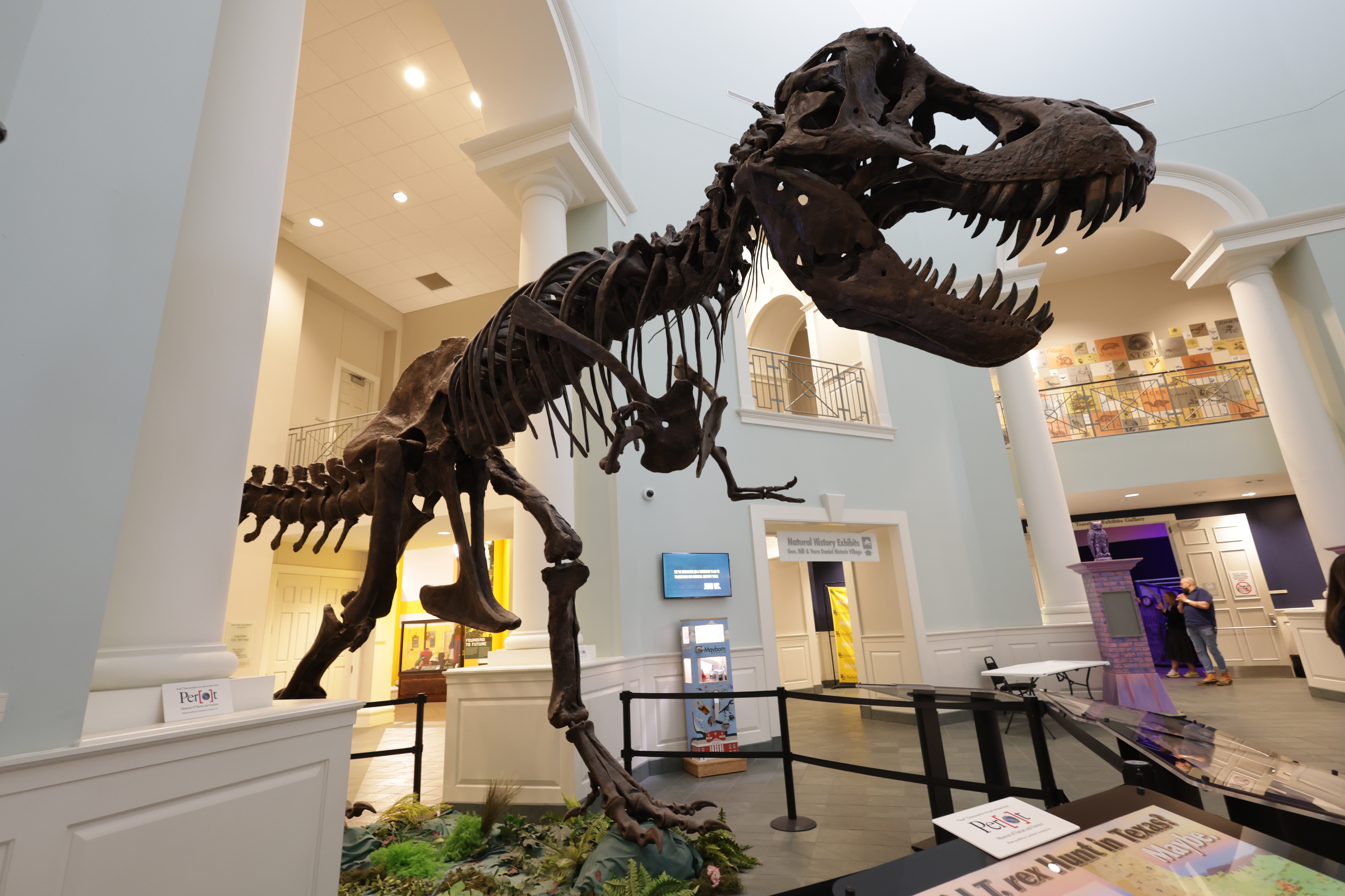 A T-Rex standing in the center of the Mayborn Museum. The dinosaur's large skull towers over the white walls of museum. 